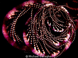 Purple crinoid, curled up at night, Milne Bay, PNG by Michael Gallagher 